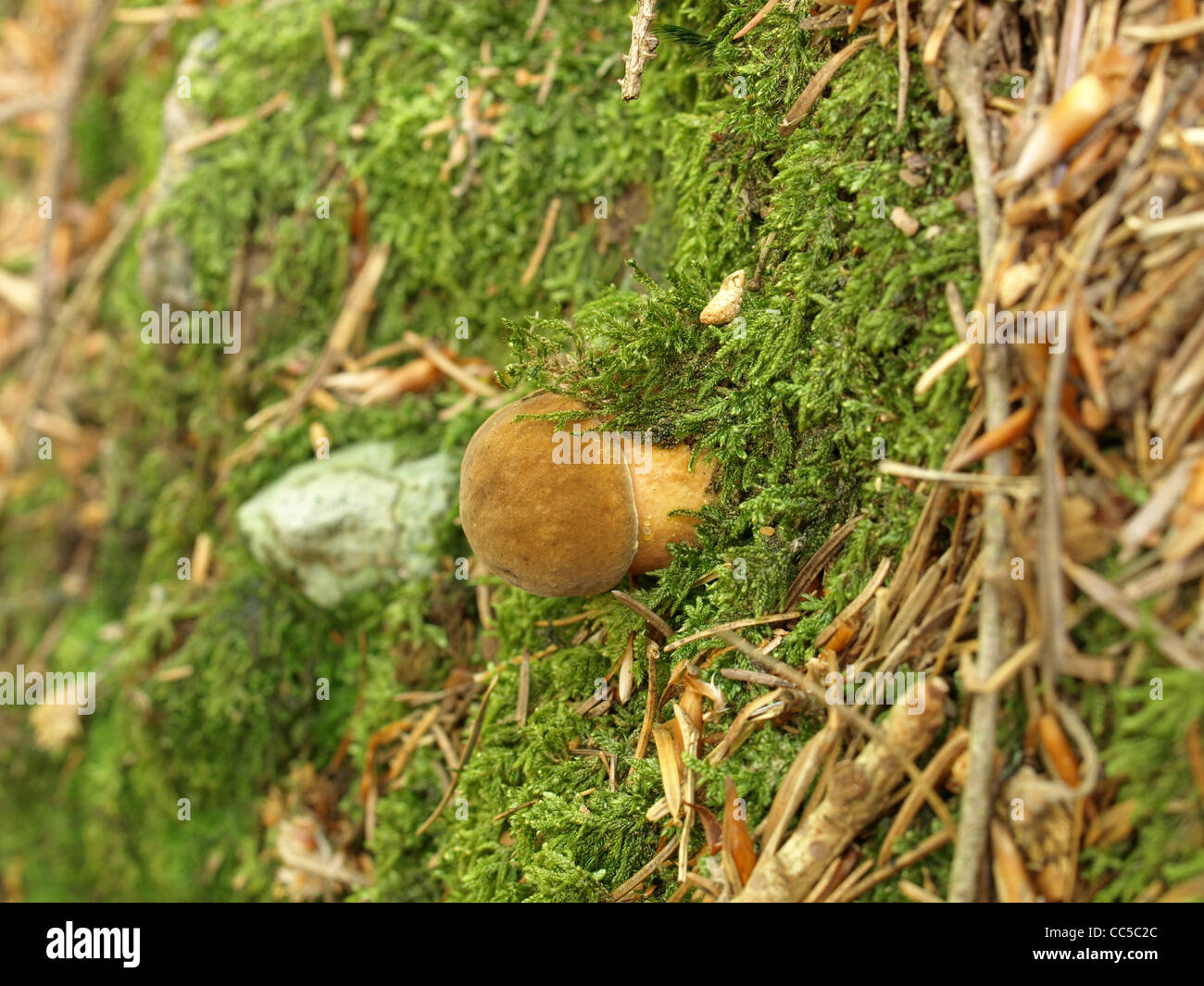 / Boletus badius bolets bay / Xerocomus badius / Maronenröhrling Banque D'Images