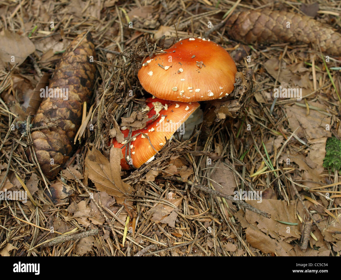 Champignon agaric de mouche brune Banque de photographies et d'images à  haute résolution - Alamy