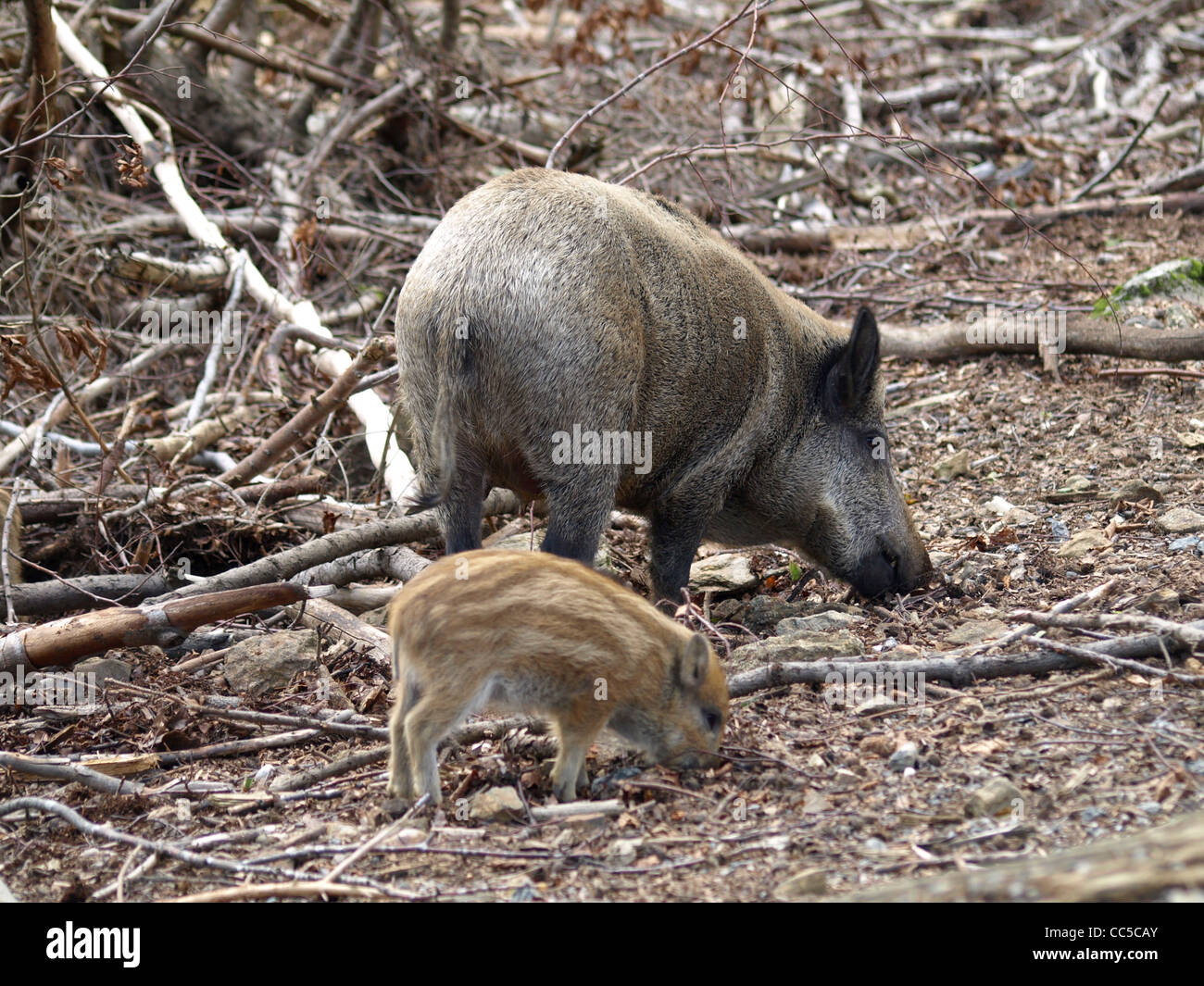 Le sanglier dans le parc national de NP forêt de Bavière, Allemagne / Sus scrofa / Wildschweine NP im Nationalpark Bayerischer Wald Banque D'Images