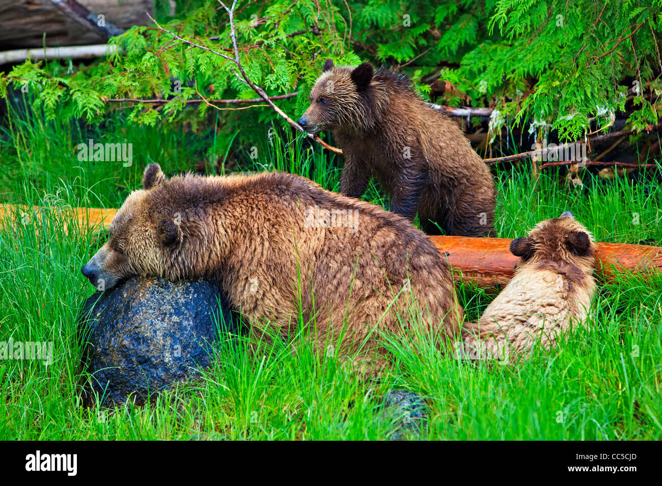 Côtières femelle grizzli maman avec 2 oursons reposant sur un jour de pluie le long de la Great Bear Rainforest of British Columbia, Canada Banque D'Images