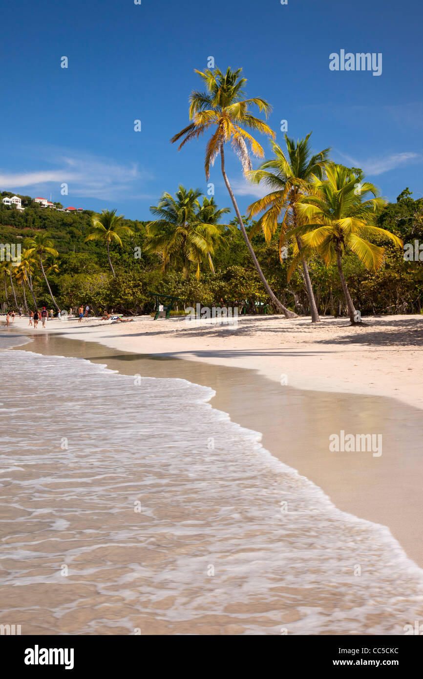 Palmiers et plage de sable blanc à Megan's Bay à St Thomas, Îles Vierges Britanniques Banque D'Images