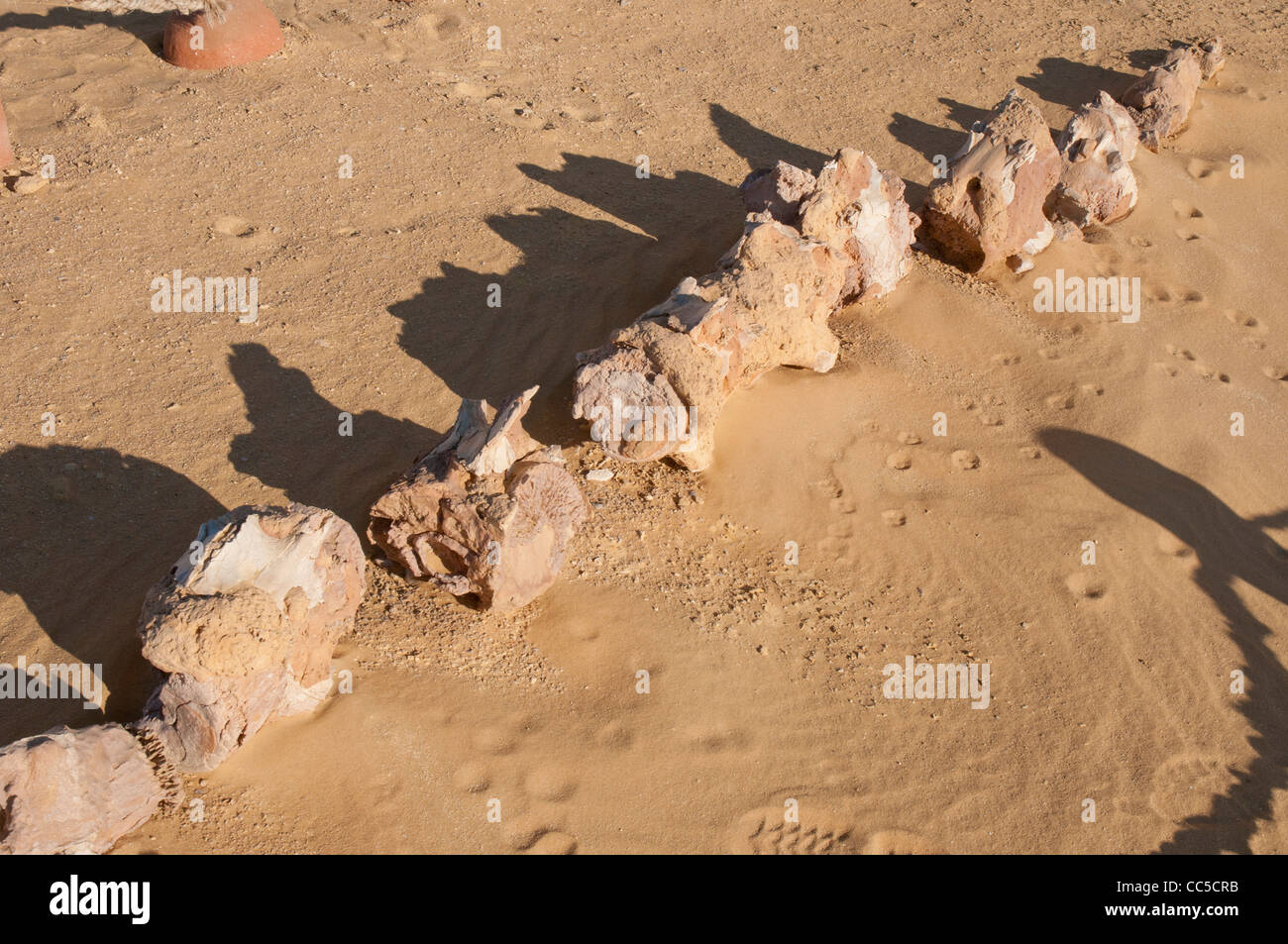 Squelette de baleine exposés dans le sable à Wadi al-Hitan, la vallée des Baleines Banque D'Images