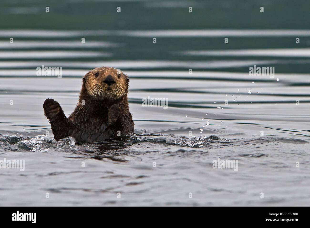 Loutre de mer, Enhydra lutris, appartient à la famille des belettes, photographié de la côte ouest du nord de l'île de Vancouver, en Co Banque D'Images