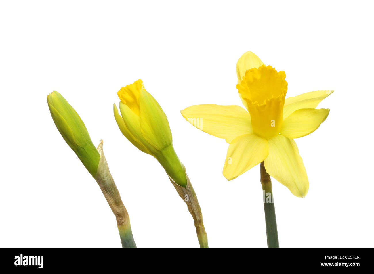 Les bourgeons et la jonquille fleur, un bourgeon serré un bourgeon de rupture et une fleur ouverte Banque D'Images