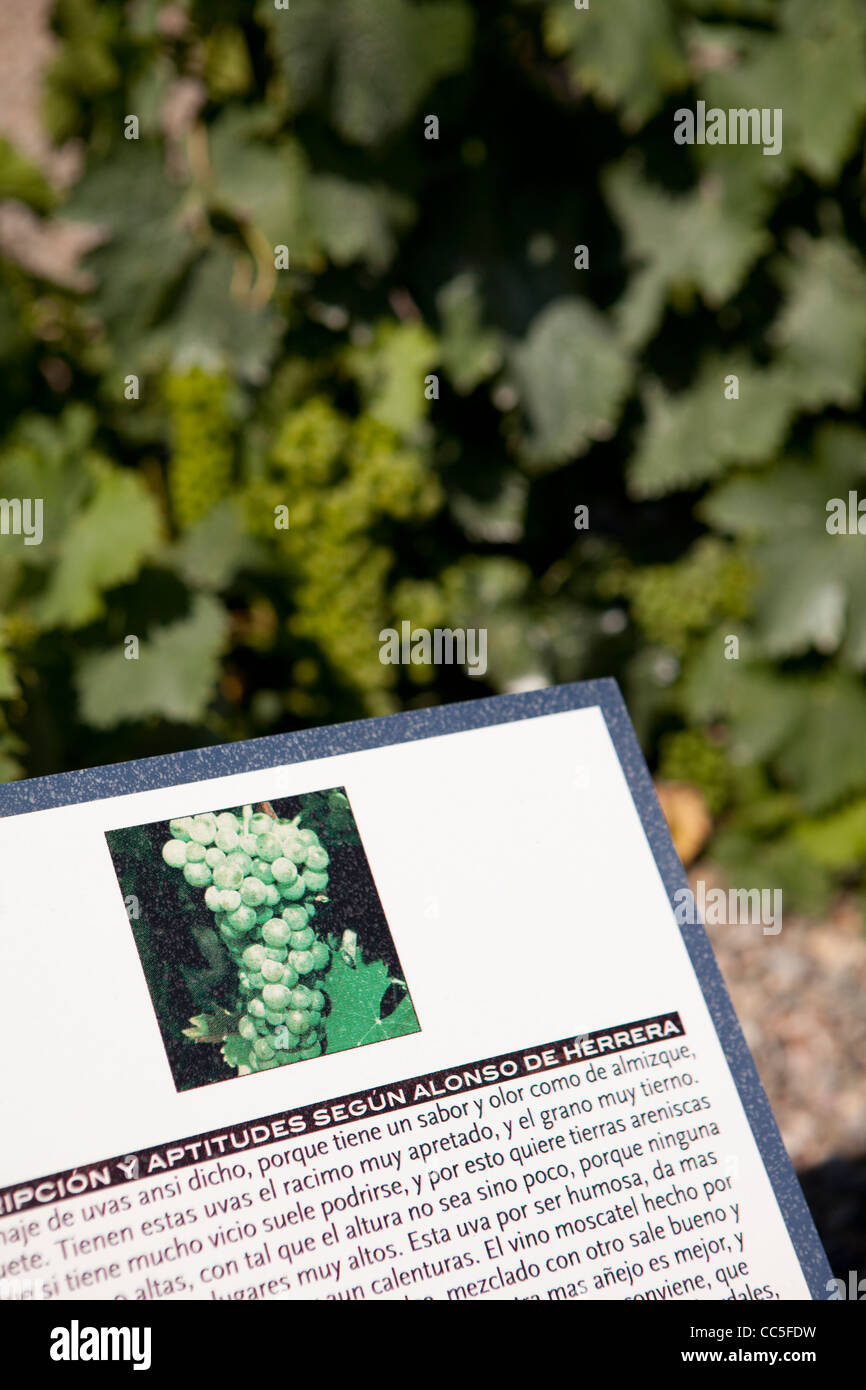 Le Moscatel vignoble, Musée de la culture de la vigne Dinastía Vivanco, Briones, La Rioja, Espagne Banque D'Images