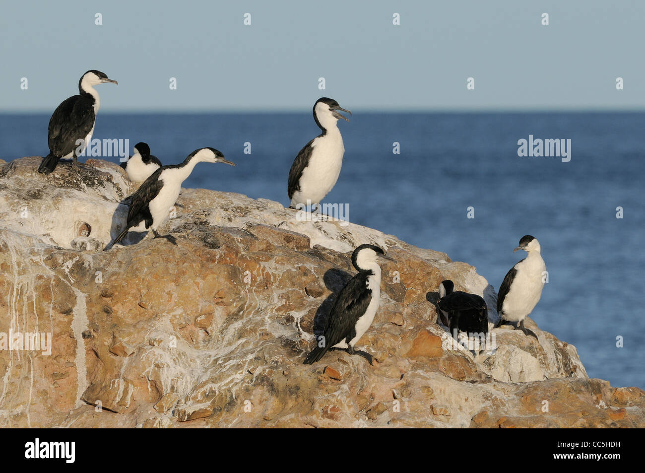 Black-faced Cormorant Phalacrocorax fuscescens photographié en Tasmanie, Australie Banque D'Images Black-faced Cormorant Phalacrocorax fuscescens photographié en Tasmanie, Australie Banque D'Images