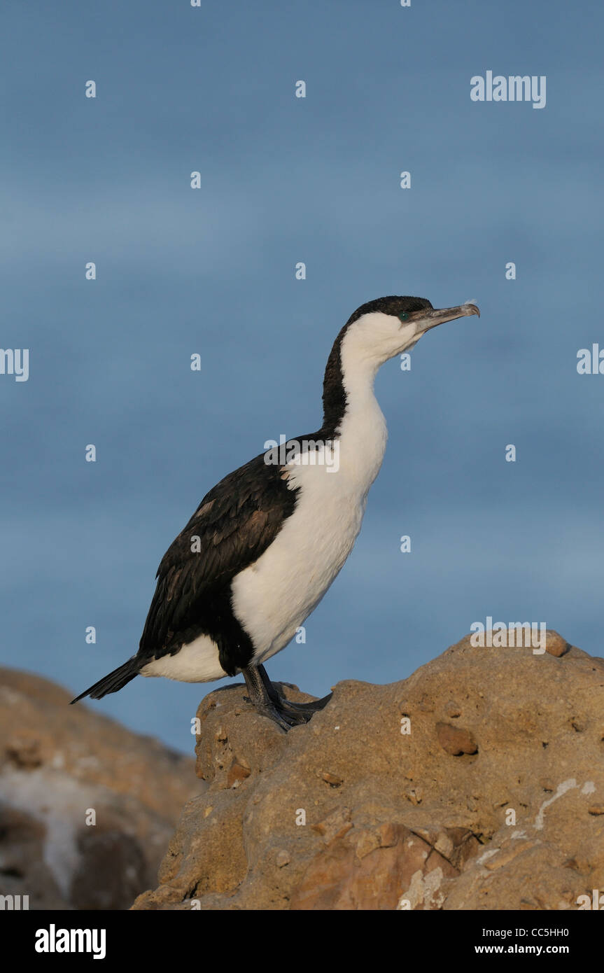 Black-faced Cormorant Phalacrocorax fuscescens photographié en Tasmanie, Australie Banque D'Images Black-faced Cormorant Phalacrocorax fuscescens photographié en Tasmanie, Australie Banque D'Images