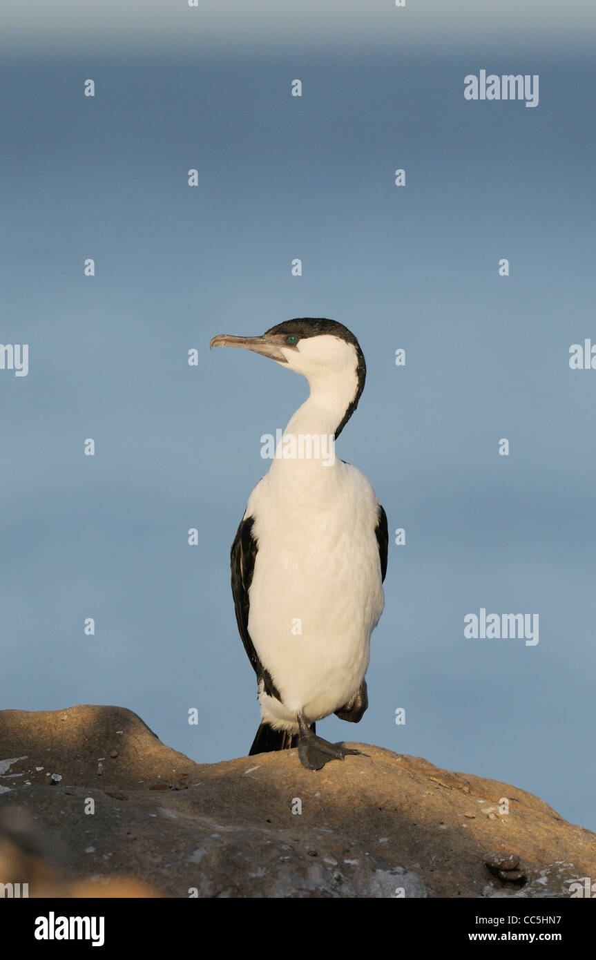 Black-faced Cormorant Phalacrocorax fuscescens photographié en Tasmanie, Australie Banque D'Images Black-faced Cormorant Phalacrocorax fuscescens photographié en Tasmanie, Australie Banque D'Images
