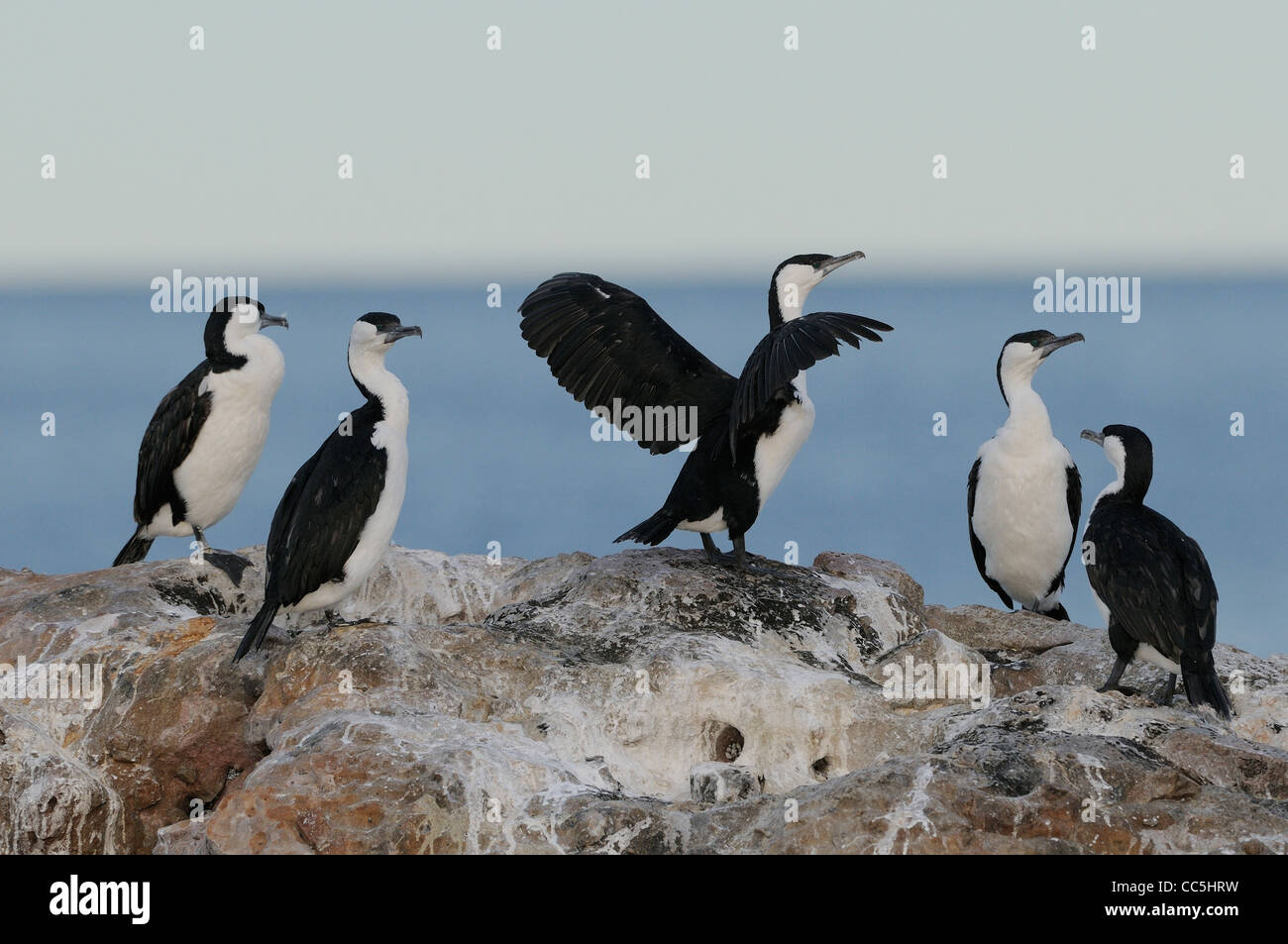 Black-faced Cormorant Phalacrocorax fuscescens photographié en Tasmanie, Australie Banque D'Images Black-faced Cormorant Phalacrocorax fuscescens photographié en Tasmanie, Australie Banque D'Images