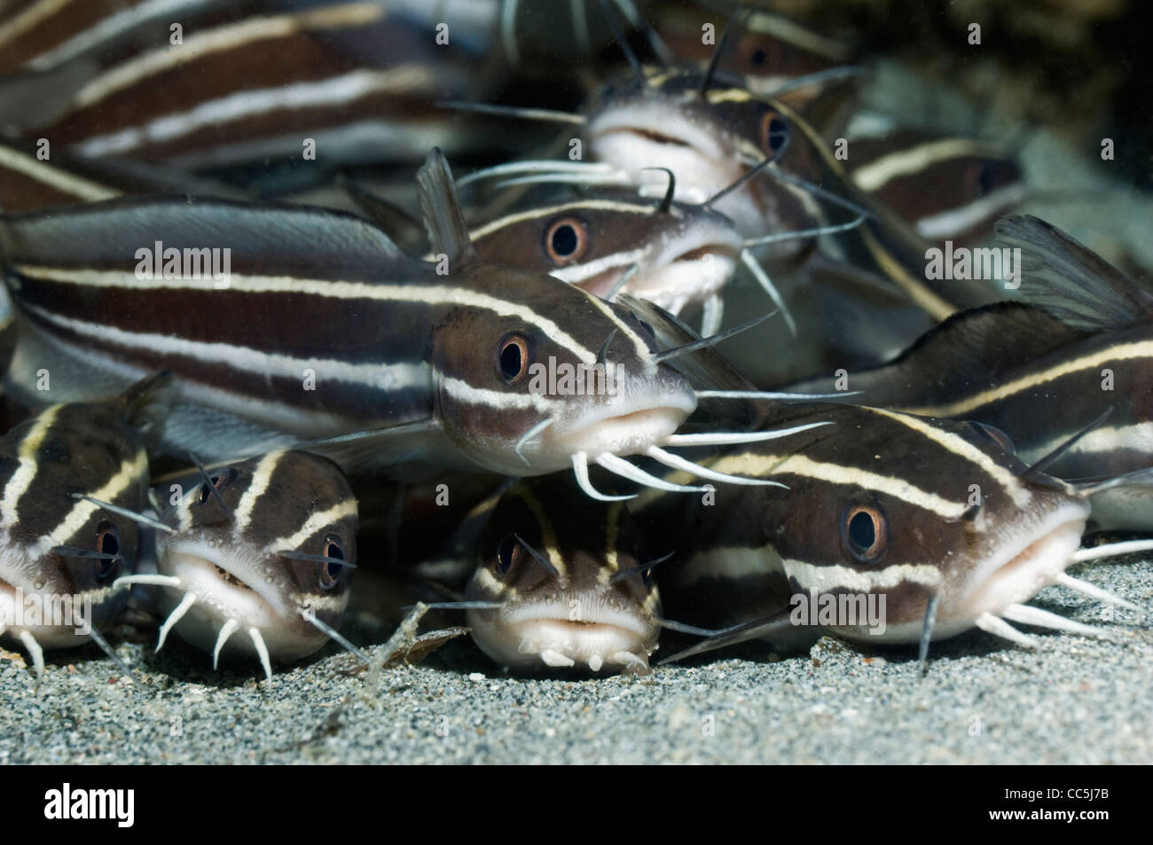 Poisson-chat rayé (Plutosus lineatus) se trouvant à l'arrêt sur fond de sable. Manado, nord de Sulawesi, en Indonésie. Banque D'Images