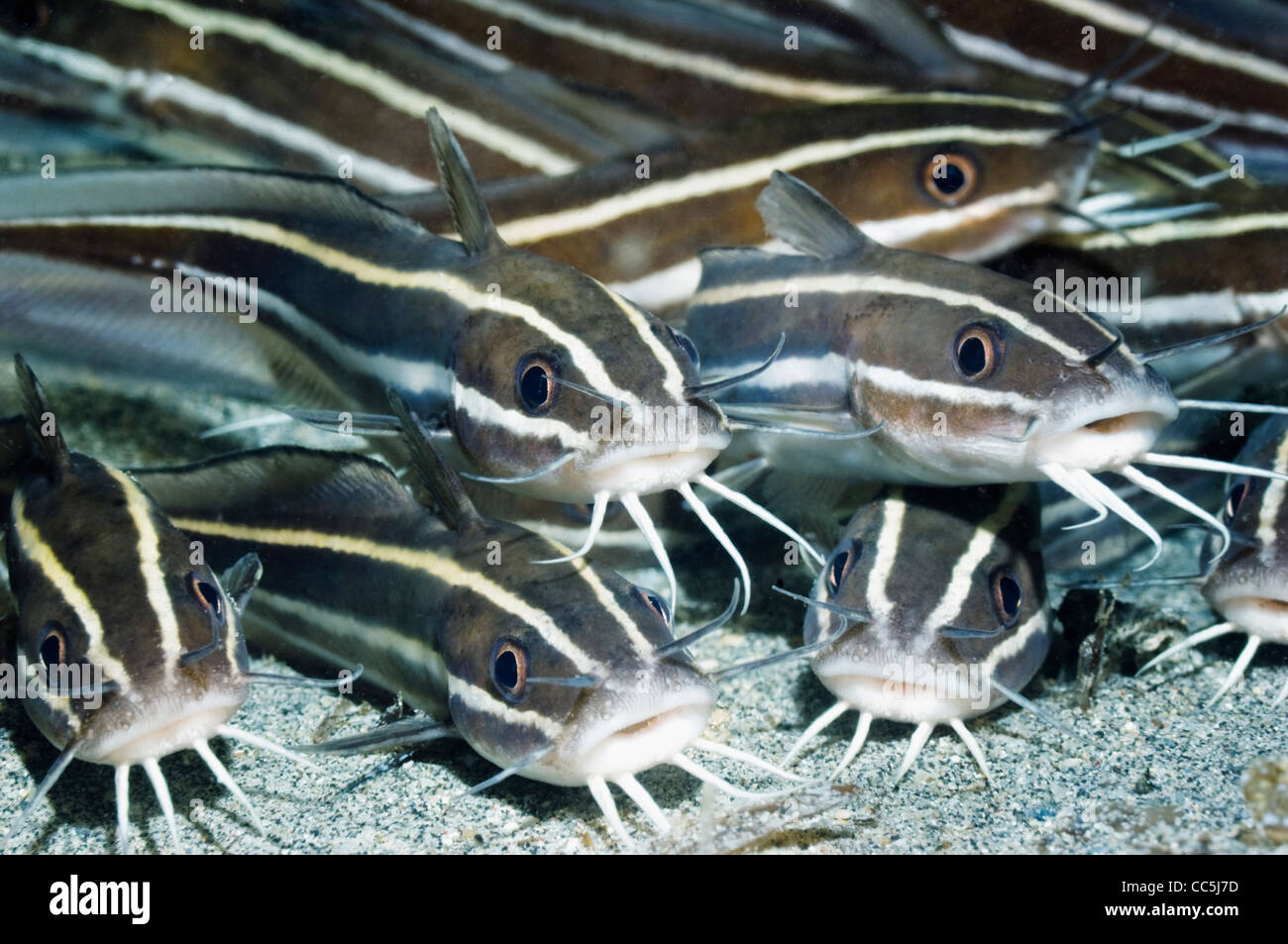 Poisson-chat rayé (Plutosus lineatus) se trouvant à l'arrêt sur fond de sable. Manado, nord de Sulawesi, en Indonésie. Banque D'Images