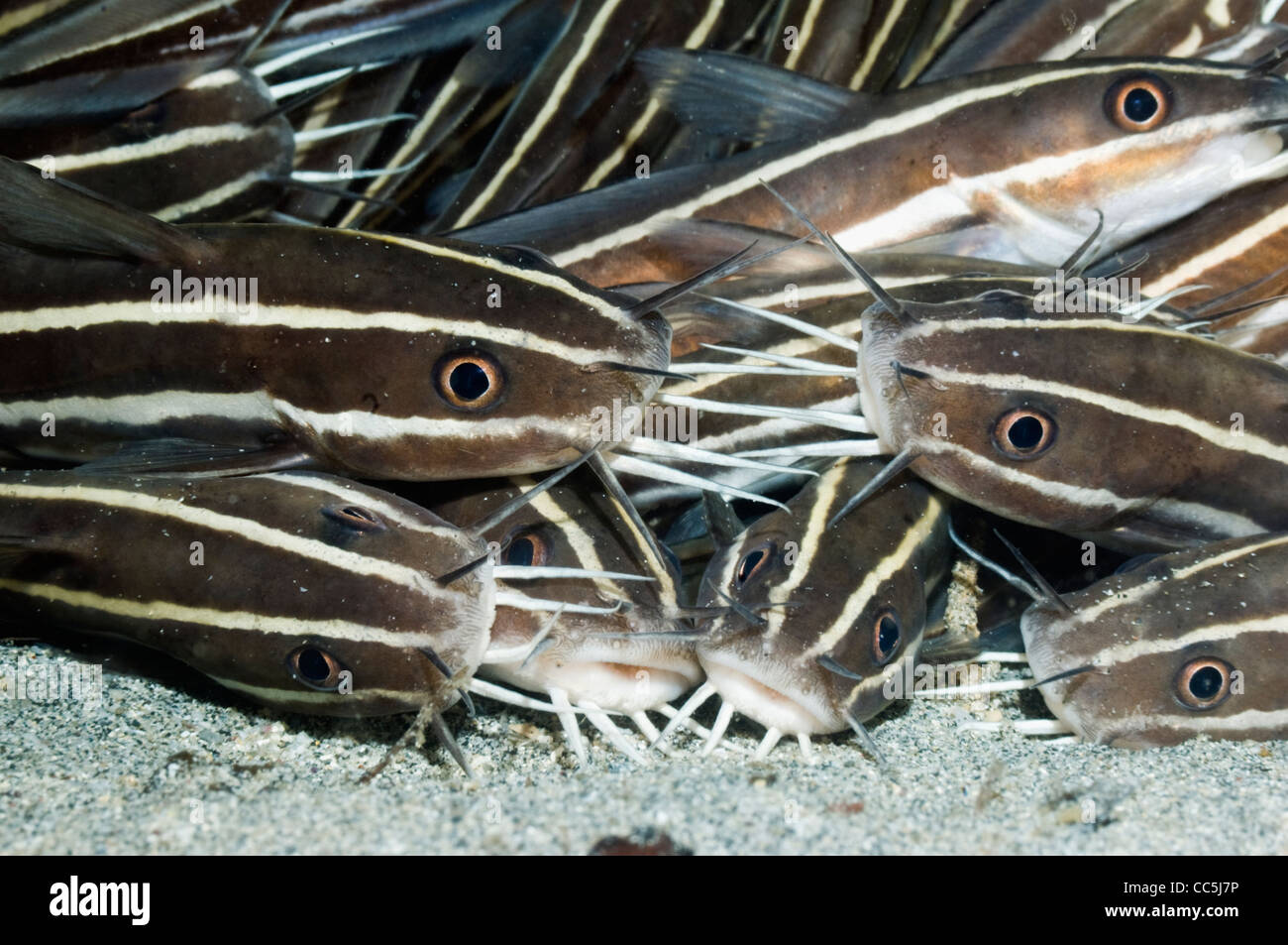 Poisson-chat rayé (Plutosus lineatus) se trouvant à l'arrêt sur fond de sable. Manado, nord de Sulawesi, en Indonésie. Banque D'Images