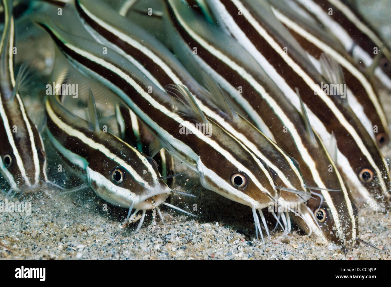 Poisson-chat rayé (Plutosus lineatus) l'alimentation scolaire dans le sable. Manado, Sulawesi, Indonésie. Banque D'Images