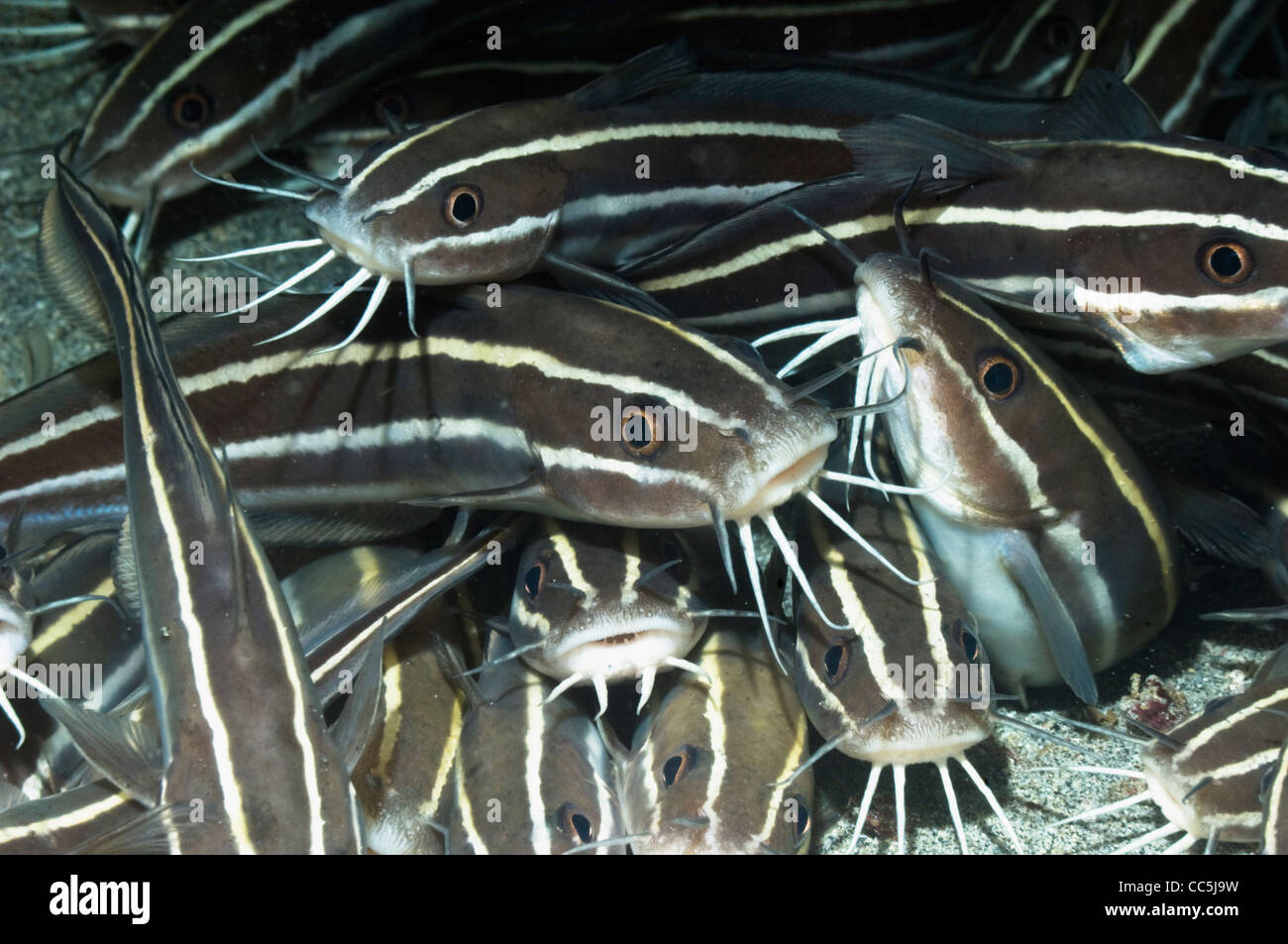 Poisson-chat rayé (Plutosus lineatus) se trouvant à l'arrêt sur fond de sable. Manado, nord de Sulawesi, en Indonésie. Banque D'Images