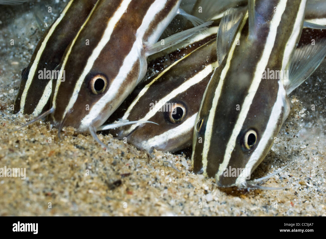 Poisson-chat rayé (Plutosus lineatus) l'alimentation scolaire dans le sable. Manado, Sulawesi, Indonésie. Banque D'Images