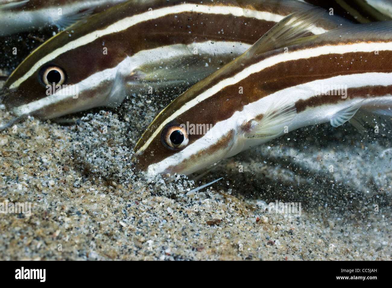 Poisson-chat rayé (Plutosus lineatus) alimentation dans le sable. Manado, Sulawesi, Indonésie. Banque D'Images
