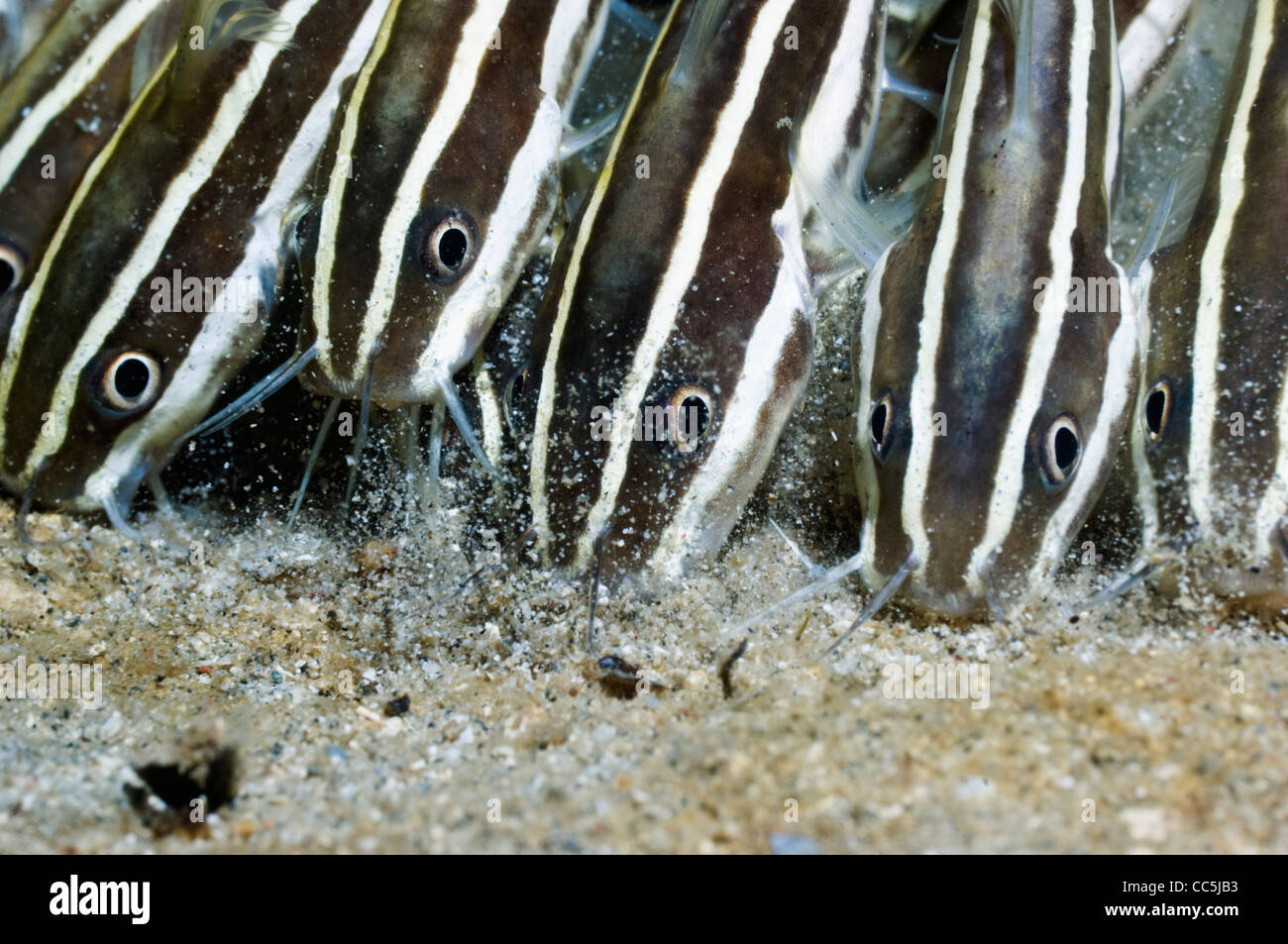 Poisson-chat rayé (Plutosus lineatus) l'alimentation scolaire dans le sable. Manado, Sulawesi, Indonésie. Banque D'Images