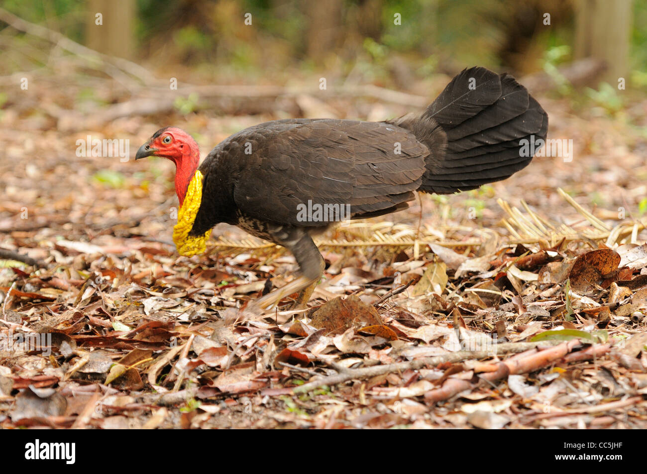 Brush-Turkey australienne Francolinus lathami mâle en plumage nuptial photographié dans le Queensland, Australie Banque D'Images