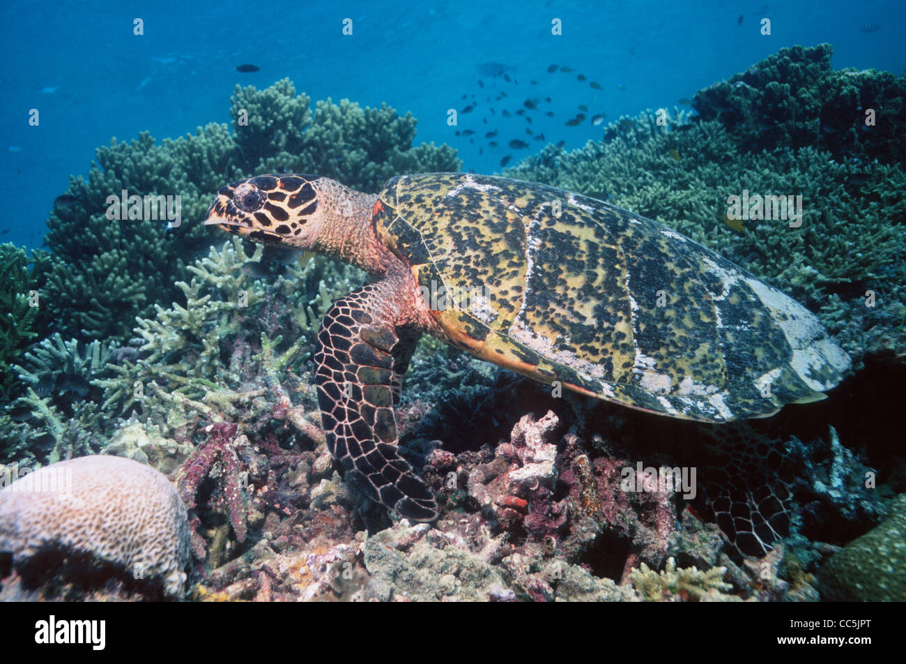 La tortue imbriquée (Eretmochelys imbricata) nager sur les récifs coralliens. Sipadan, Malaisie. Banque D'Images