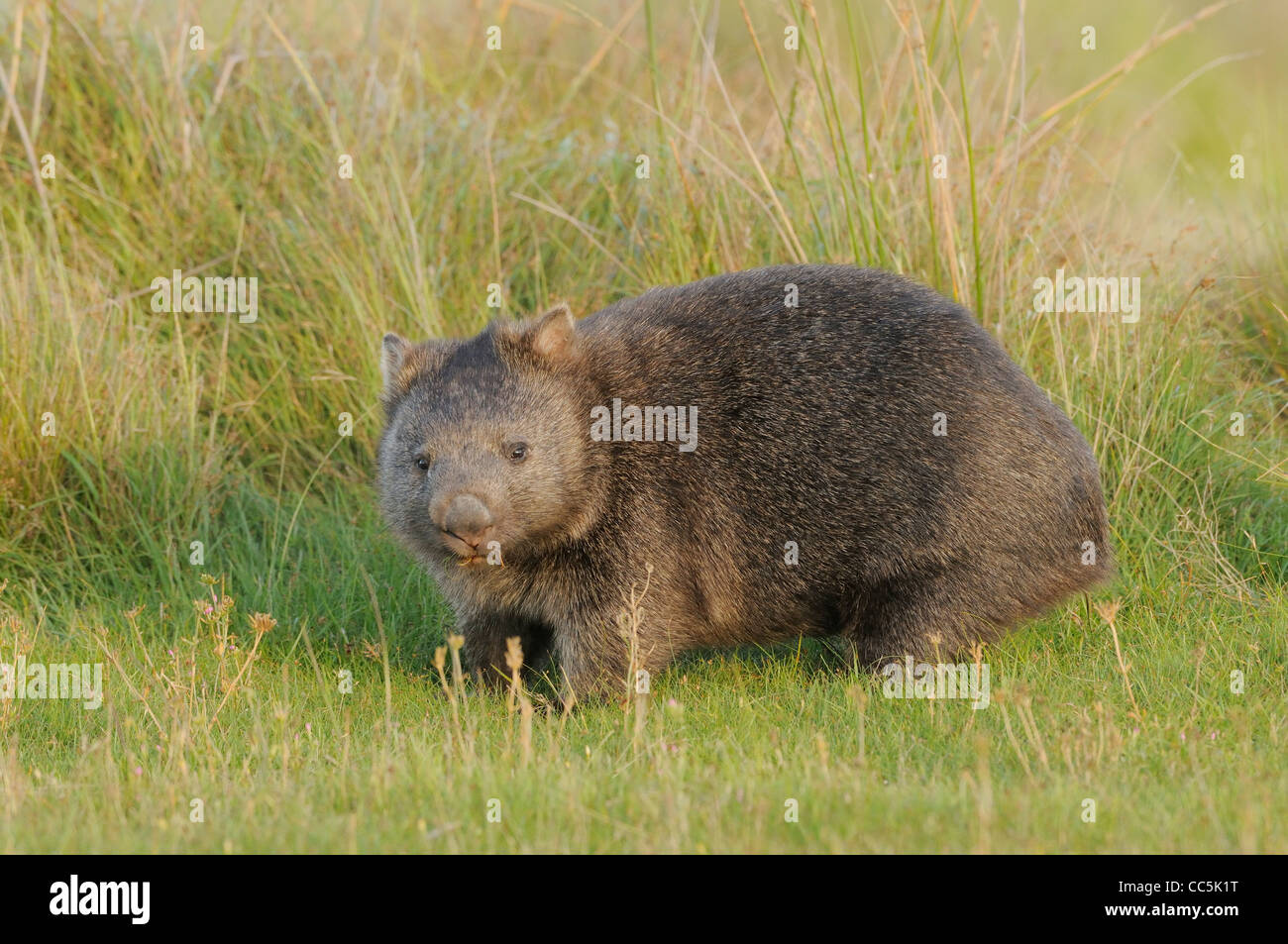 Wombat commun Vombatus ursinus photographié en Tasmanie Banque D'Images