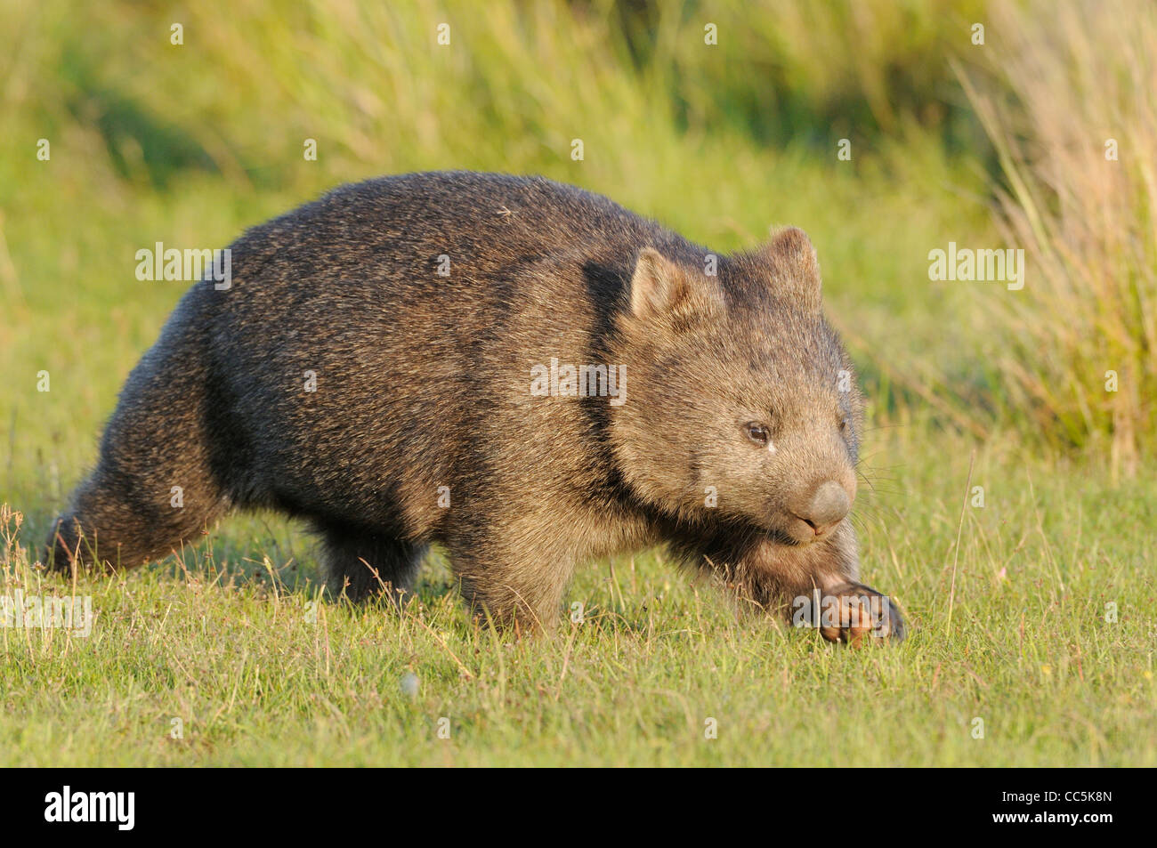 Wombat commun Vombatus ursinus photographié en Tasmanie Banque D'Images