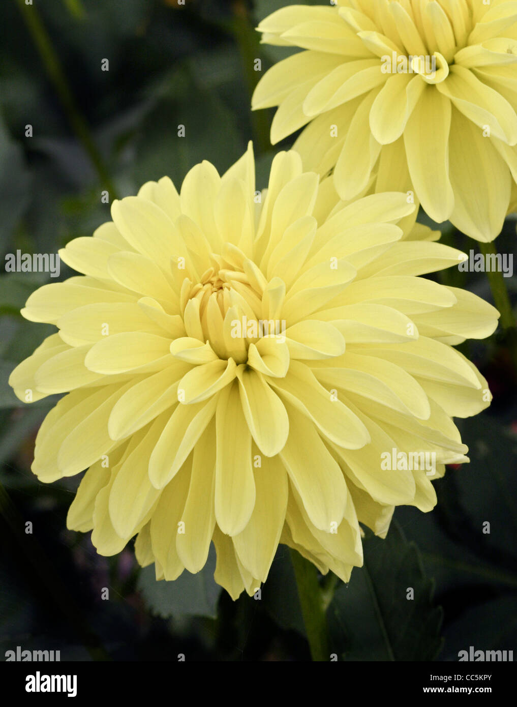 Dahlia jaune Banque D'Images