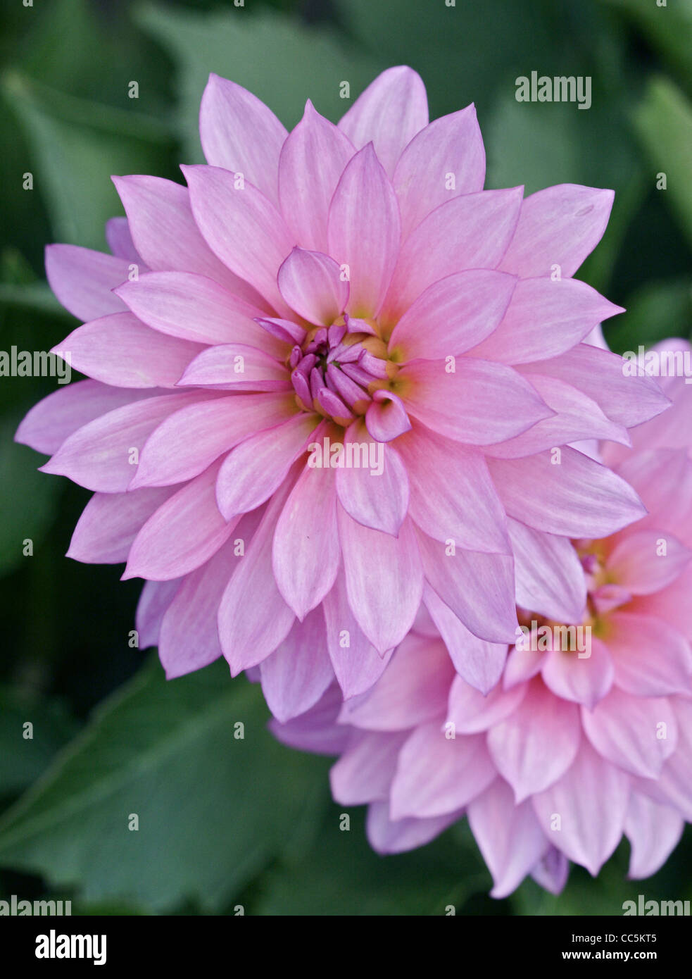 Dahlia rose Banque D'Images
