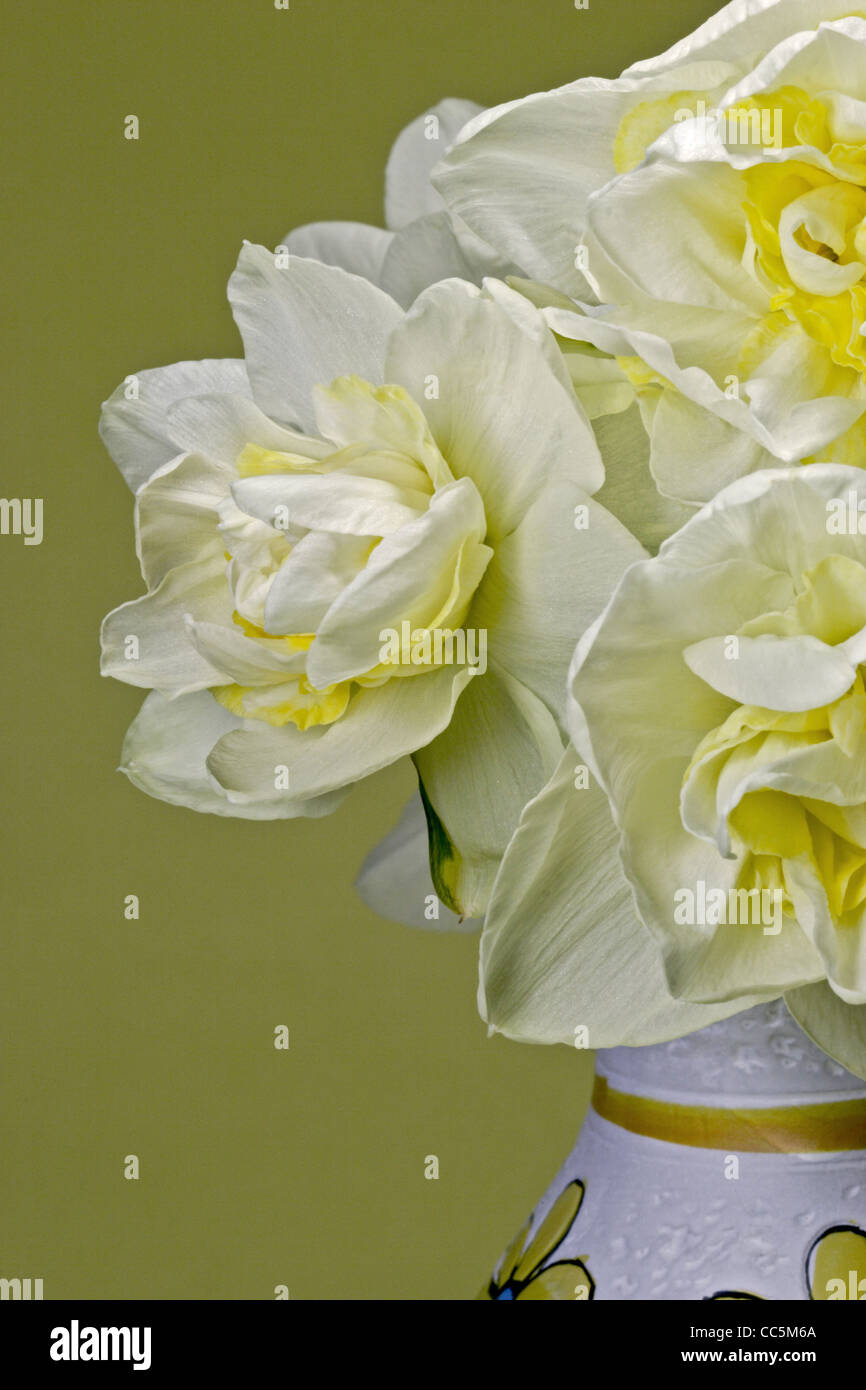 Jaune et Blanc Double Jonquilles en vase Banque D'Images