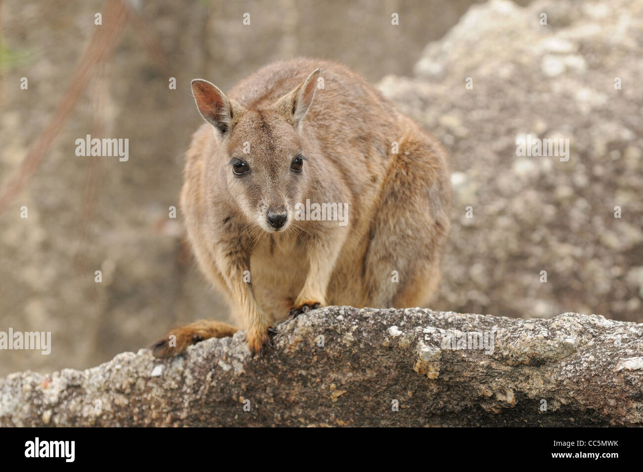Mareeba Rock Wallaby Petrogale mareeba photographiée près de Mareeba, Australie Banque D'Images