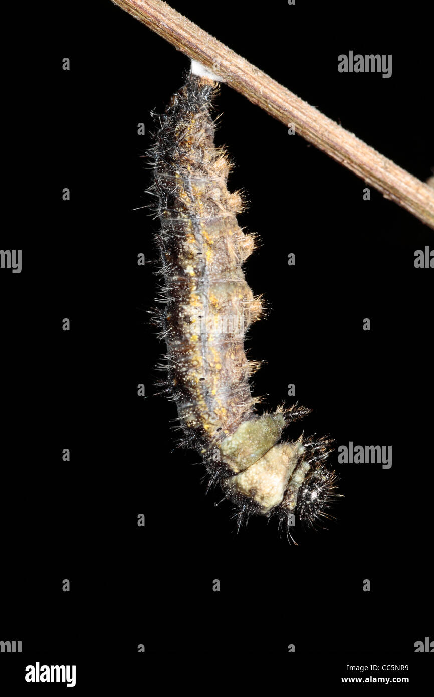 La métamorphose d'un petit papillon écaille (Aglais urticae) larve dans une chrysalide. 2 de 7. Banque D'Images