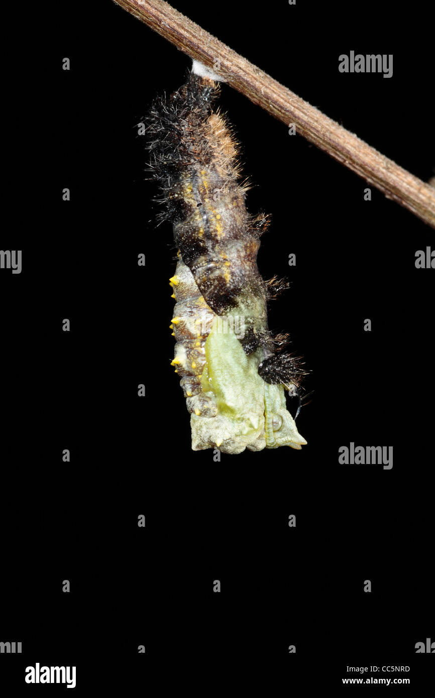 La métamorphose d'un petit papillon écaille (Aglais urticae) larve dans une chrysalide. 4 de 7. Banque D'Images