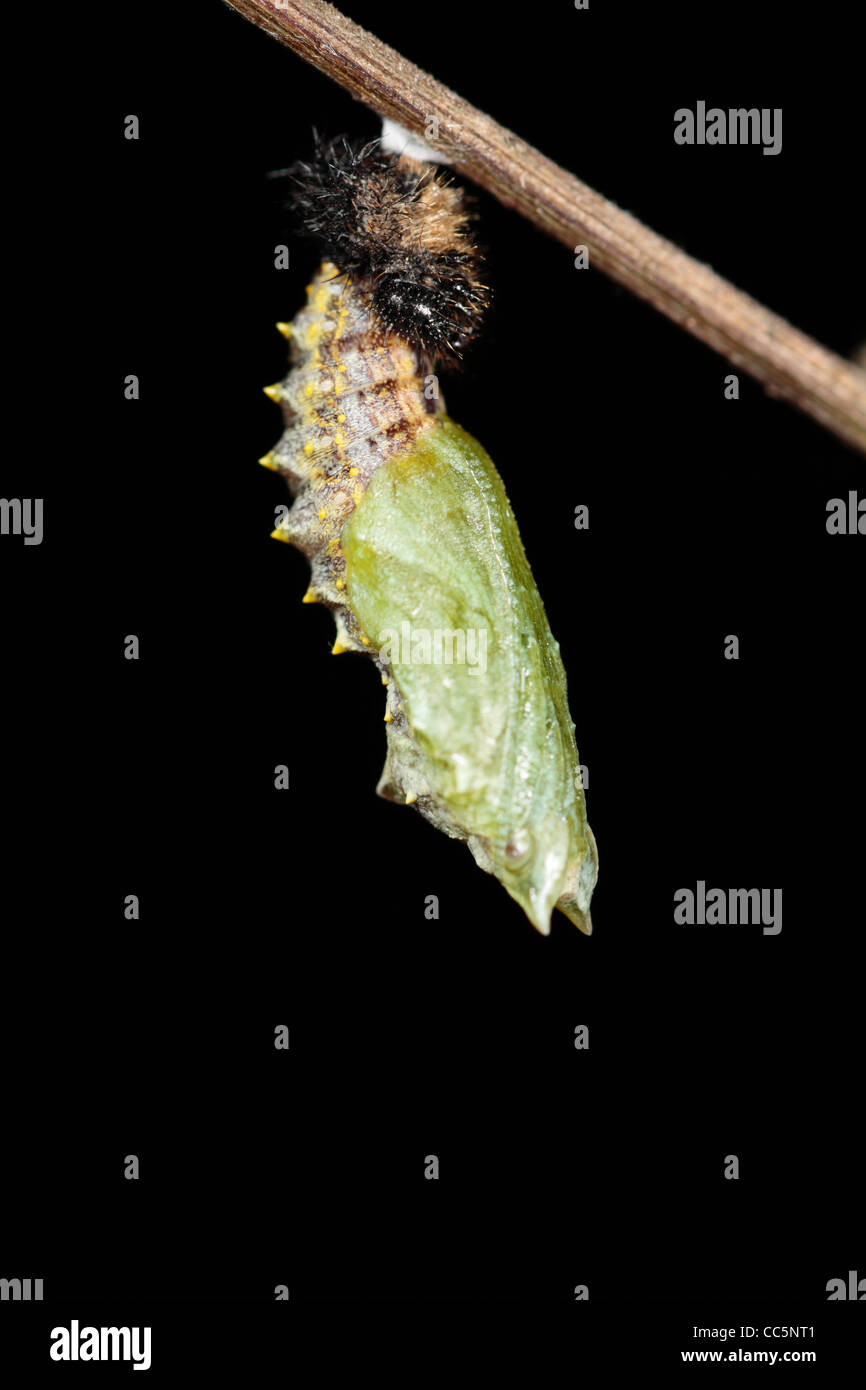 La métamorphose d'un petit papillon écaille (Aglais urticae) larve dans une chrysalide. 7 de 7. Banque D'Images