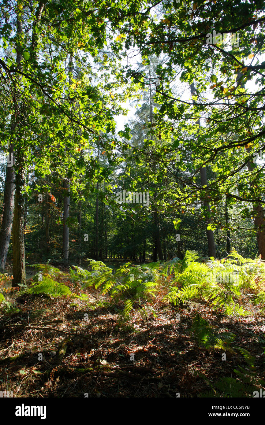 Chêne mixtes de conifères et de la forêt dans la forêt de Dean, Gloucestershire, Angleterre. Septembre. Banque D'Images