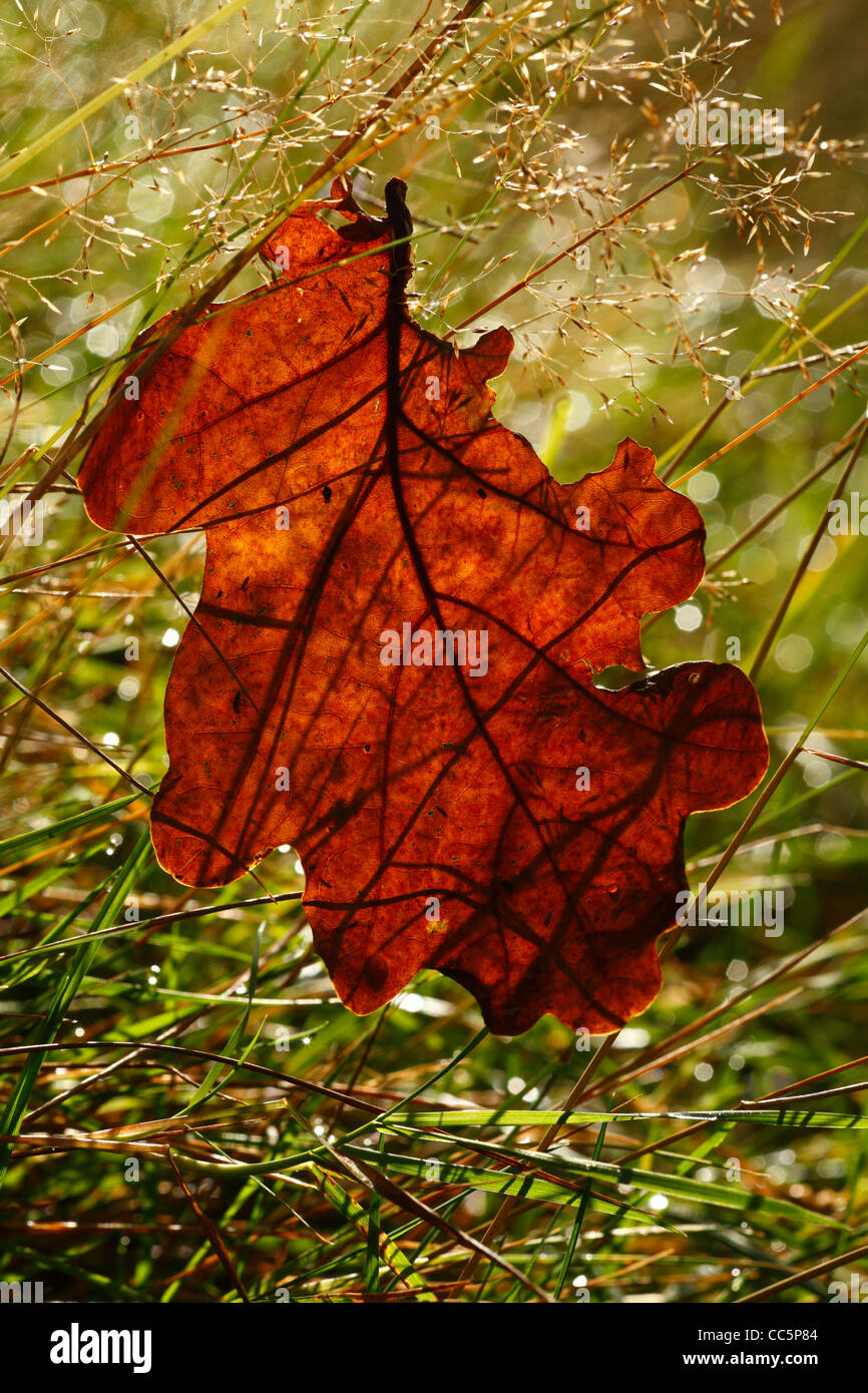 Fallen chêne sessile (Quercus petraea) des feuilles en automne. Powys, Pays de Galles, octobre. Banque D'Images