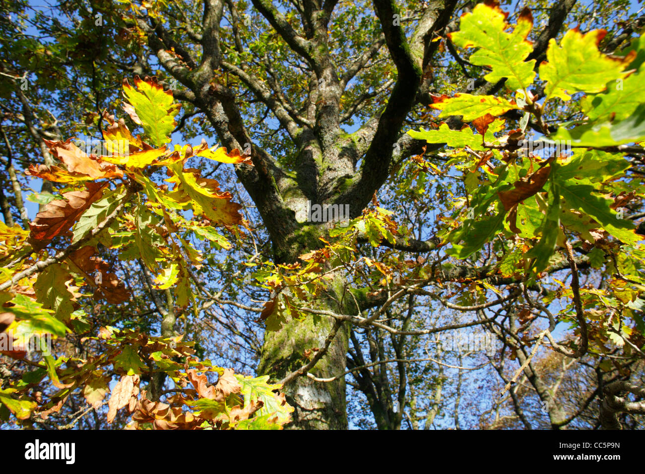 Chêne sessile (Quercus petraea) arbre en automne. Powys, Pays de Galles. Novembre. Banque D'Images