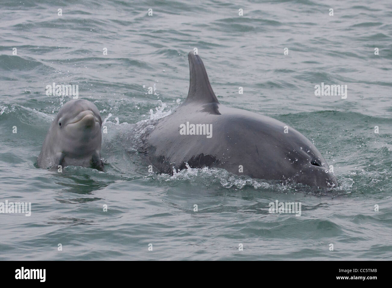 Bebe Dauphin Banque D Image Et Photos Alamy