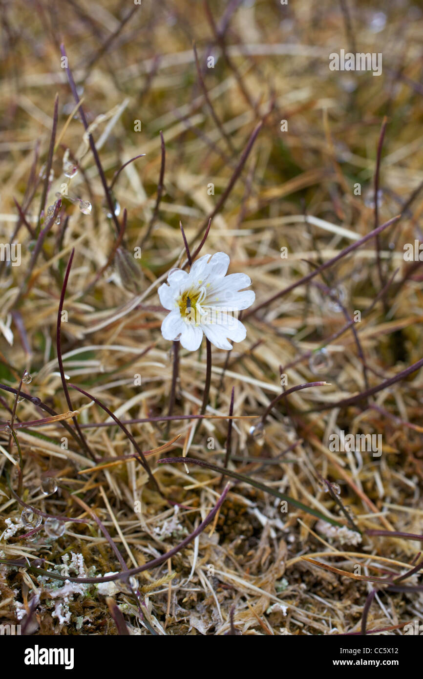 La souris de l'Arctique-ear stellaire, Cerastium articum, Spitzberg, Svalbard, Norvège, Europe Banque D'Images