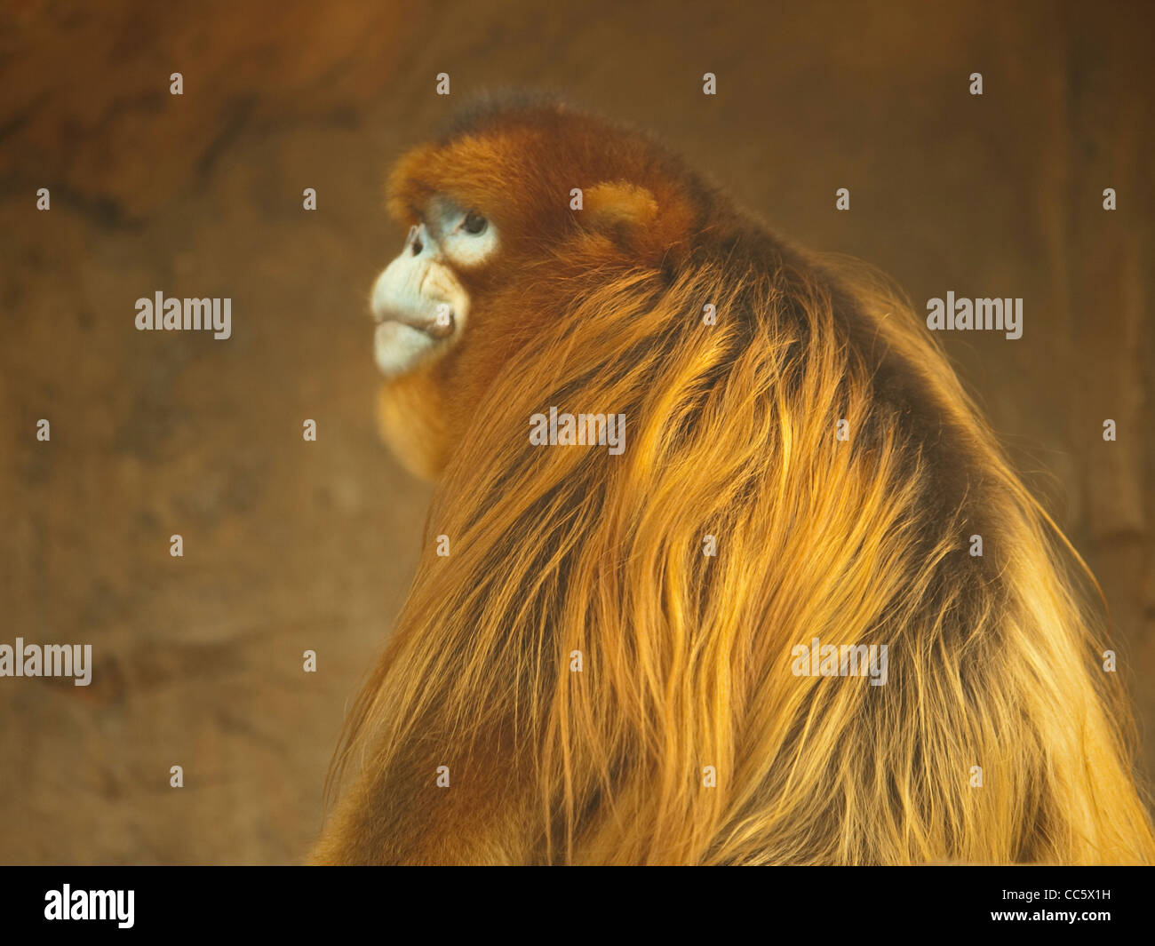 Golden Monkey, Animal sauvage Zoo, Shenzhen, Guangdong, Chine Banque D'Images