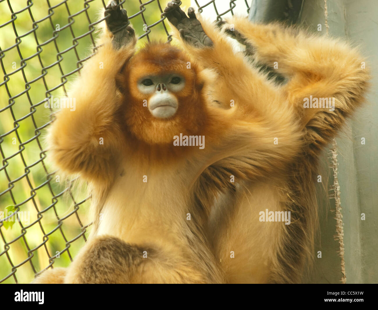 Golden Monkey cub, Animal sauvage Zoo, Shenzhen, Guangdong, Chine Banque D'Images