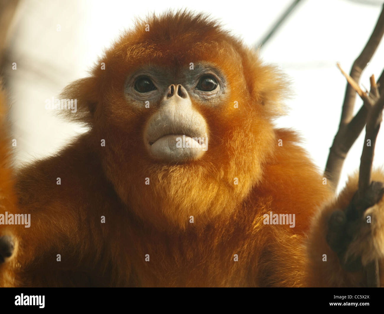 Golden Monkey cub, Animal sauvage Zoo, Shenzhen, Guangdong, Chine Banque D'Images
