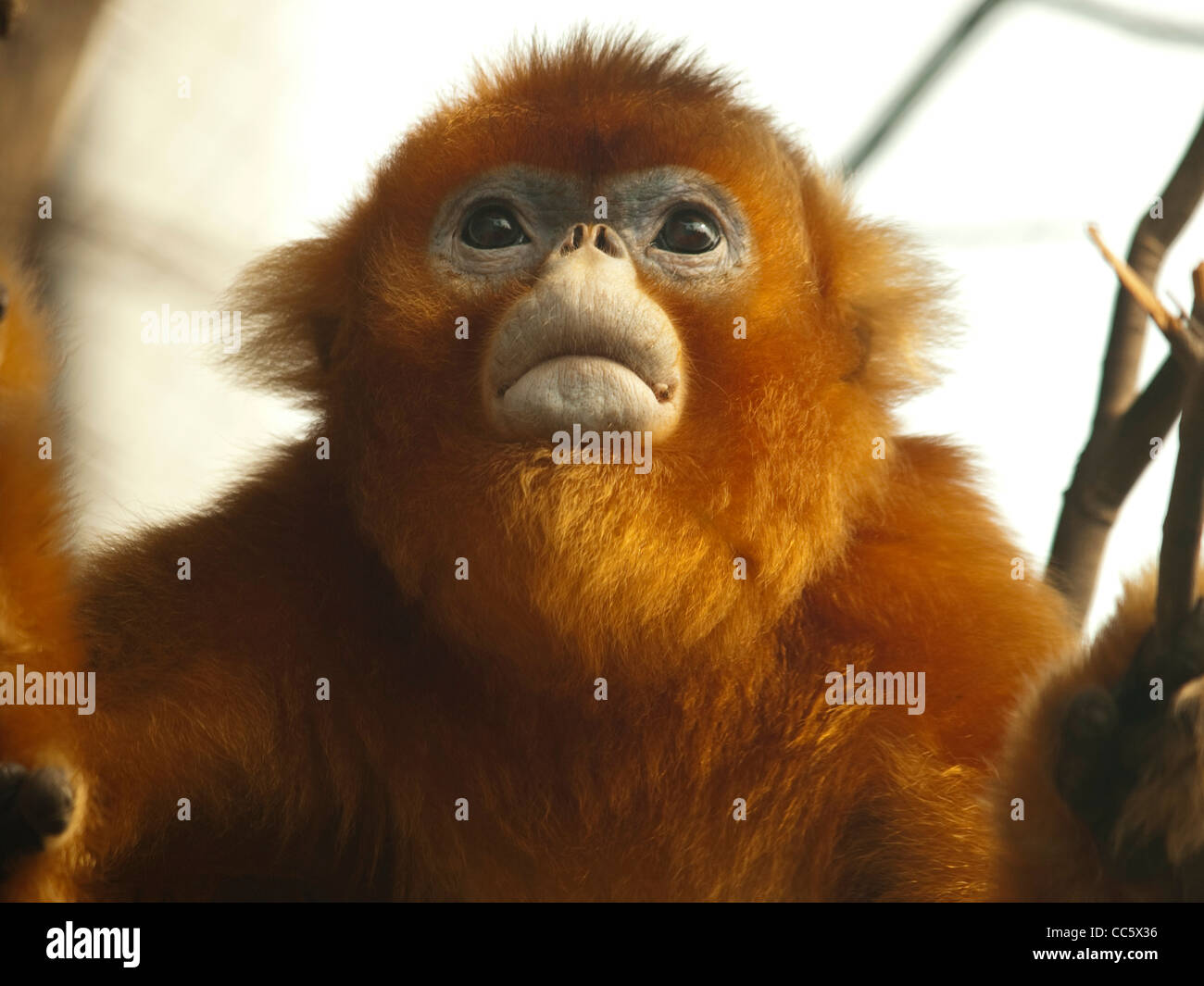 Golden Monkey cub, Animal sauvage Zoo, Shenzhen, Guangdong, Chine Banque D'Images