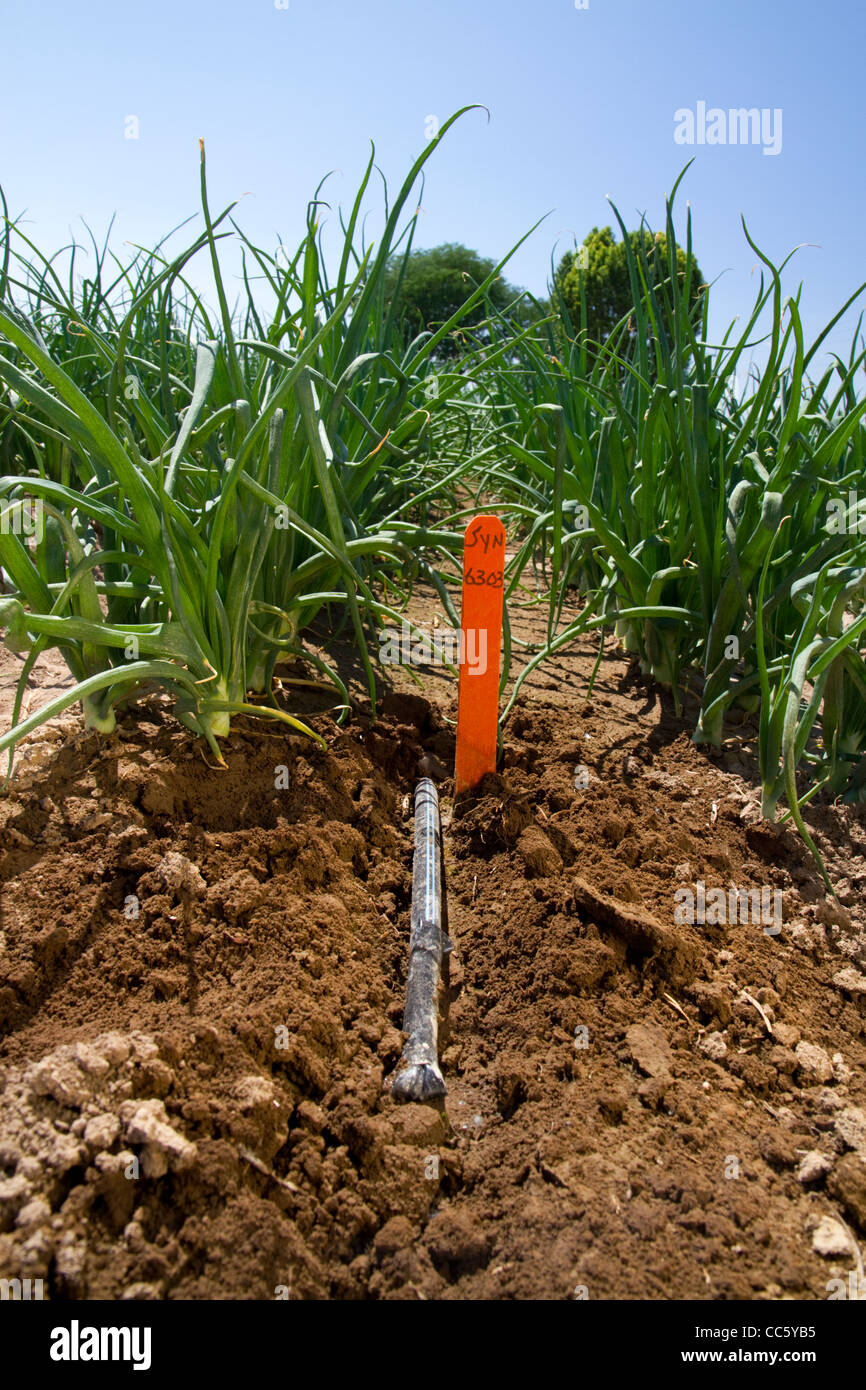Système d'irrigation goutte à goutte installé dans un champ d'oignon dans le sud-ouest de l'Oregon, USA. Banque D'Images