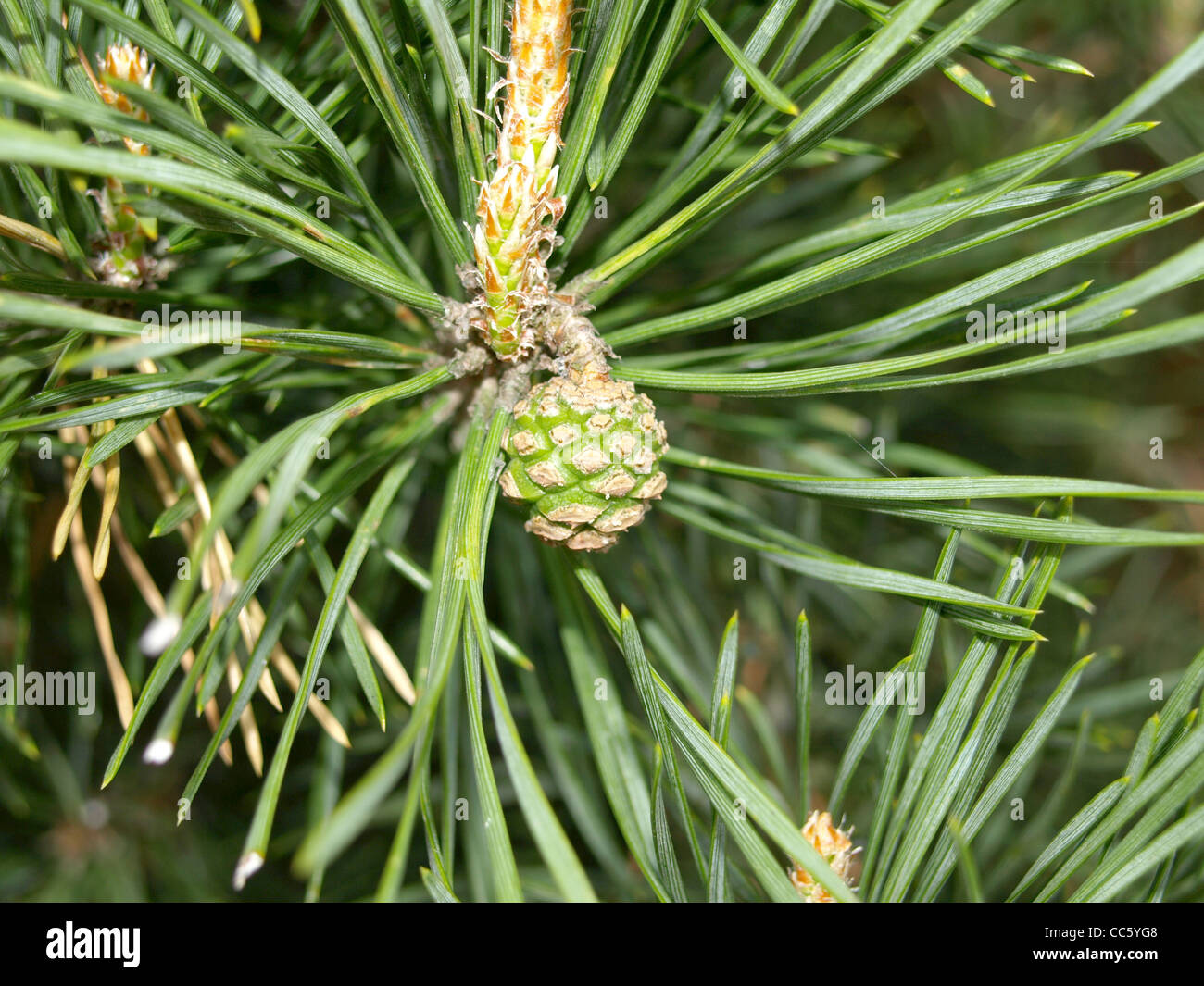 Les branches d'un pin, sapin avec cône de pin / Pinus / Äste Kiefer und mit Kiefernzapfen Banque D'Images