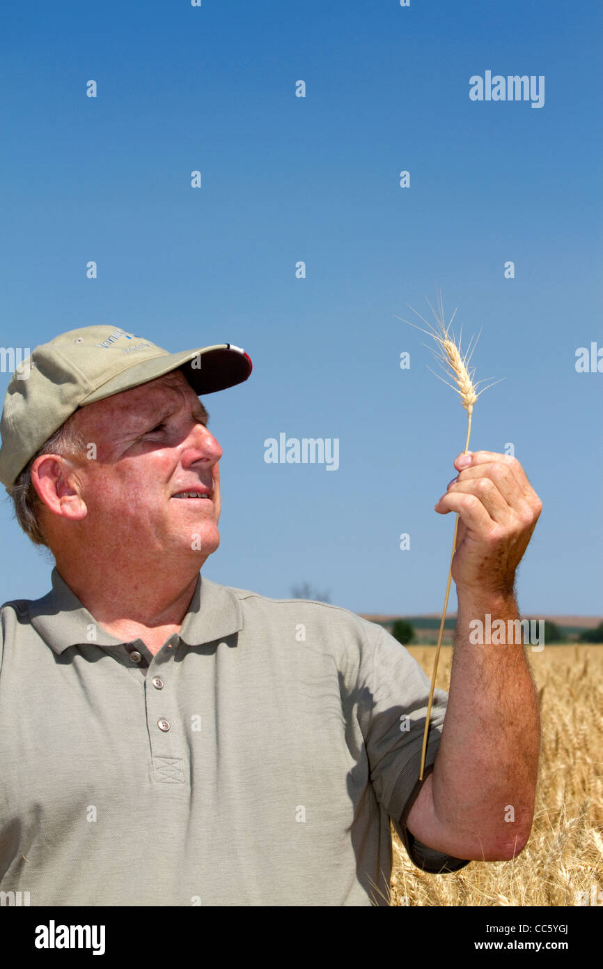Contrôle de l'agriculteur pour la récolte de blé de la récolte en comté de Canyon, Arizona, USA. M. Banque D'Images