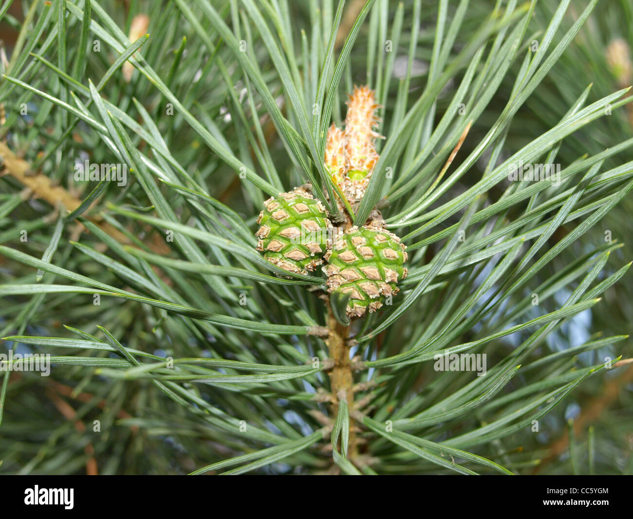 Les branches d'un pin, sapin avec cône de pin / Pinus / Äste Kiefer und mit Kiefernzapfen Banque D'Images