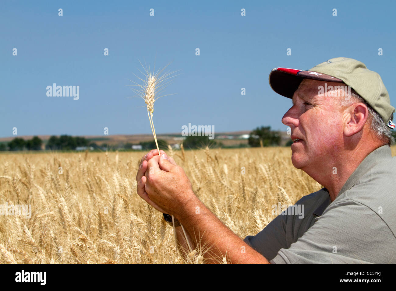 Contrôle de l'agriculteur pour la récolte de blé de la récolte en comté de Canyon, Arizona, USA. M. Banque D'Images