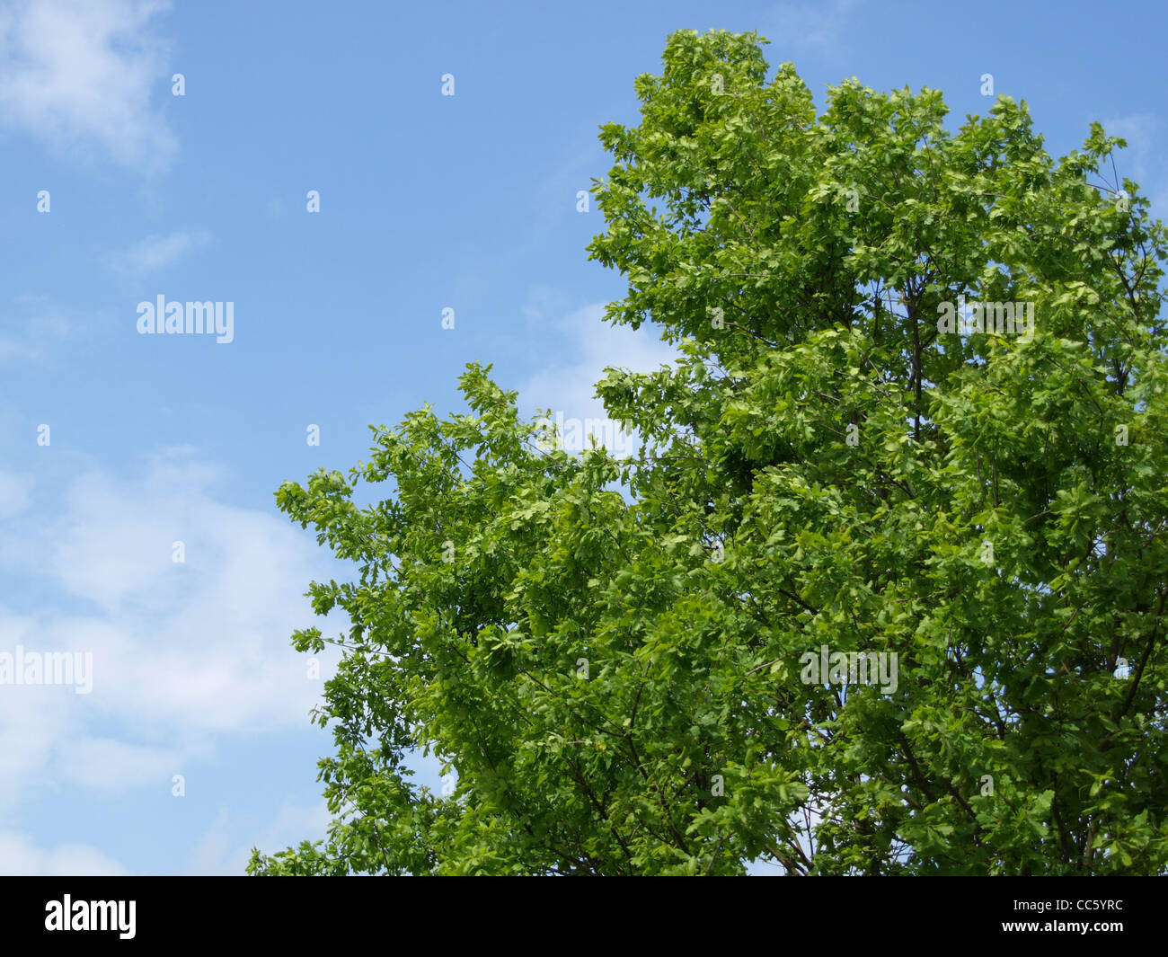 Chêne pédonculé, tree / Quercus robur / Stiel-Eiche Banque D'Images