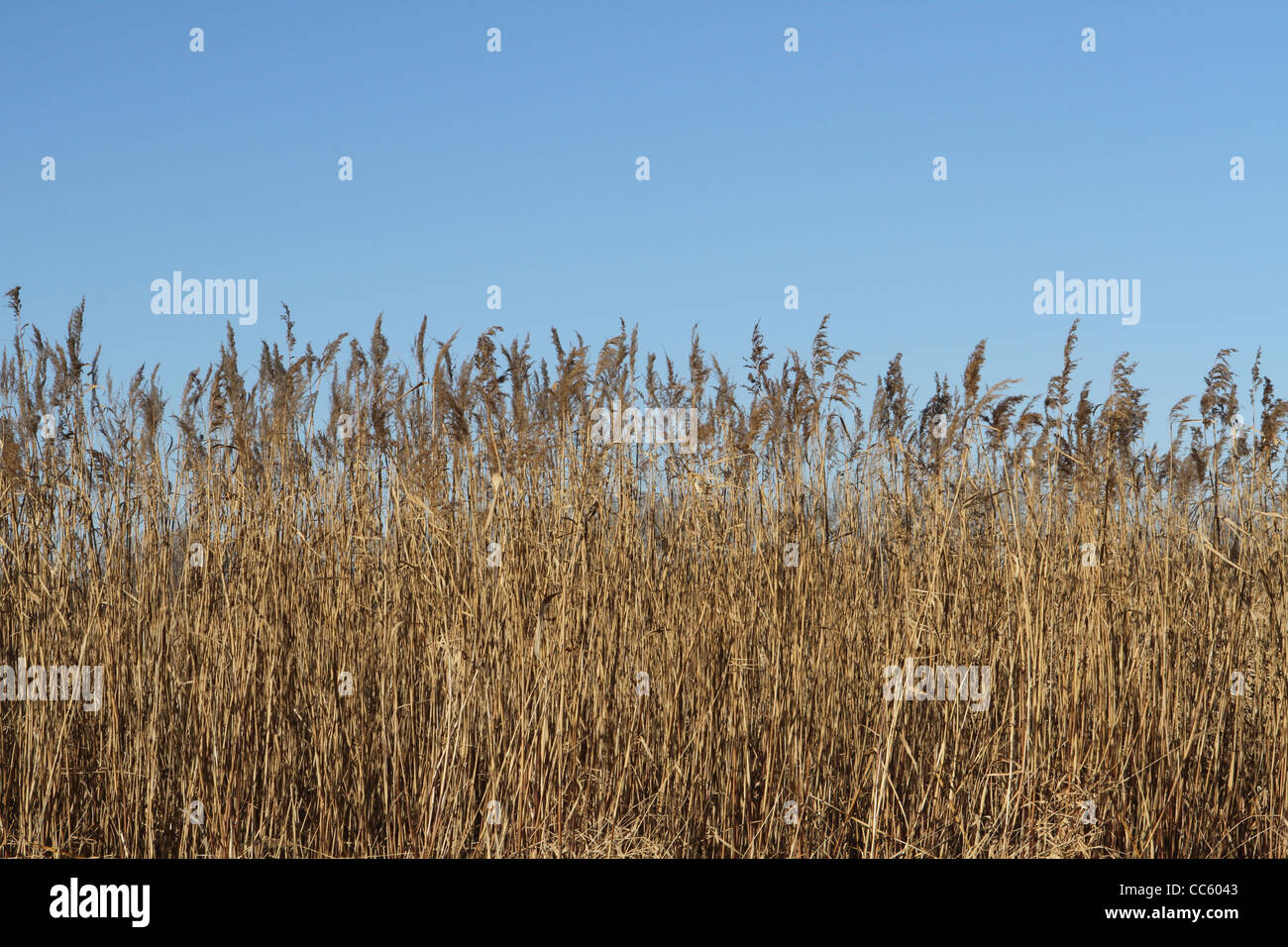 Dans un champ d'herbes hautes. Banque D'Images
