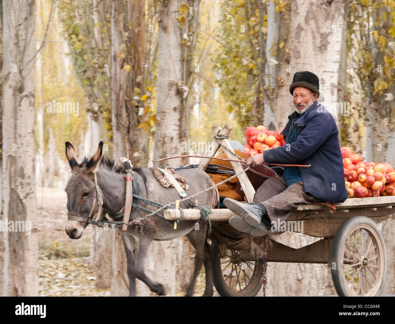 Vendeur de fruits ouïghour au volant d'une charrette à âne, Xinjiang, Chine Banque D'Images
