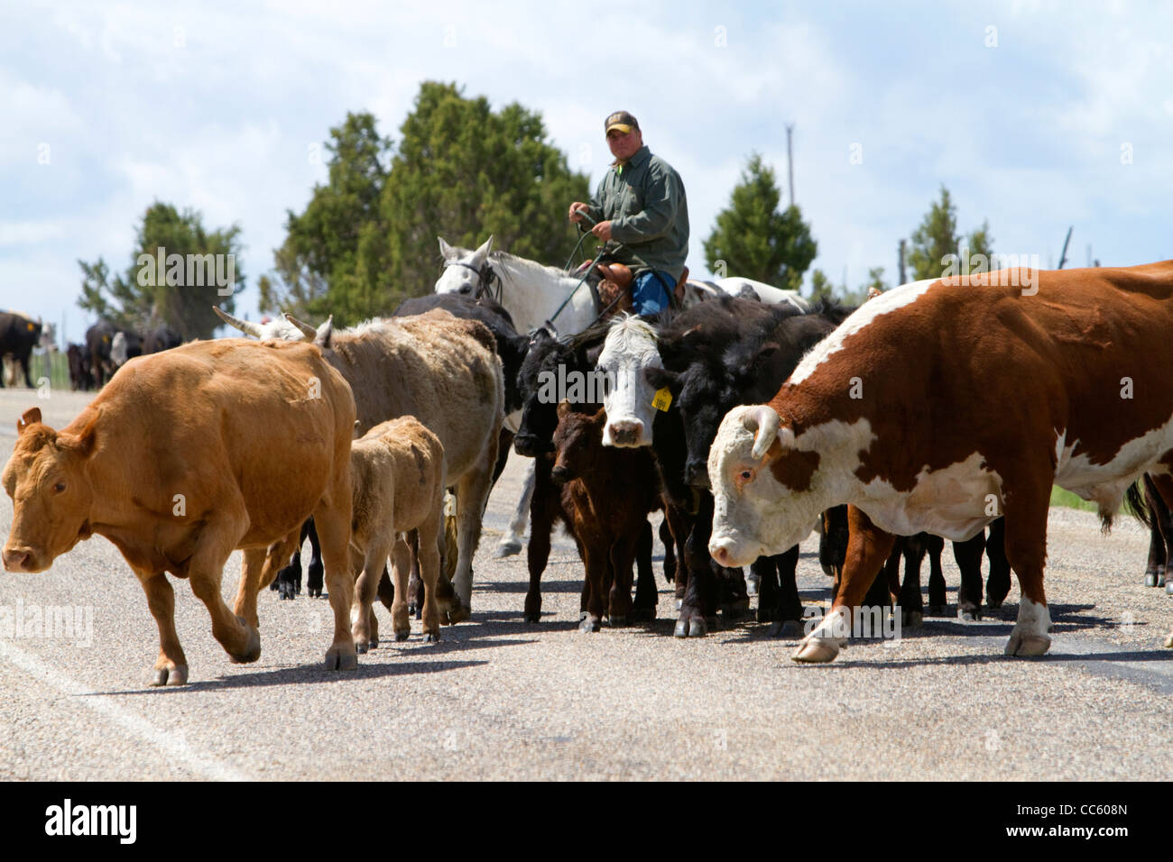 Le bétail est déplacé le long de la route d'état de l'Idaho 77 dans le comté de Cassia, Florida, USA. Banque D'Images